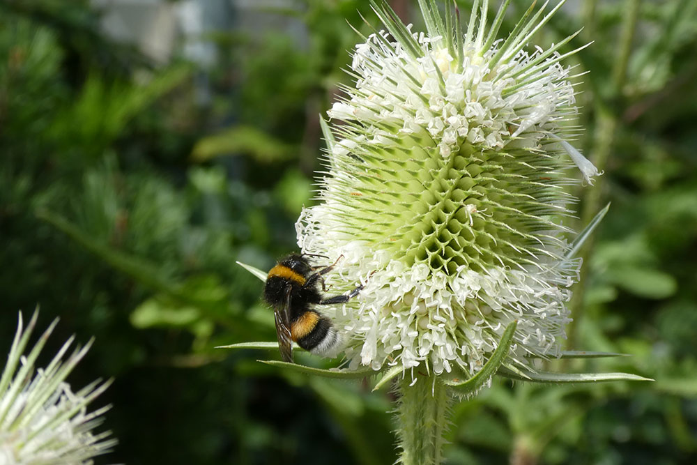 Die Hummel sucht nach Honig