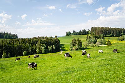 Glückliche Kühe auf der saftigen Schwarzwaldwiese